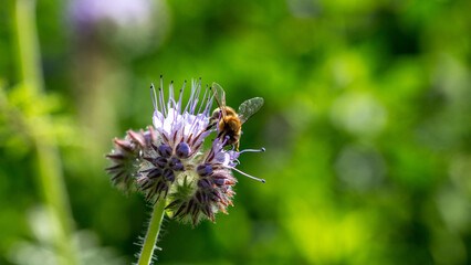 abeille butinant une fleur de phac&eacute;lie