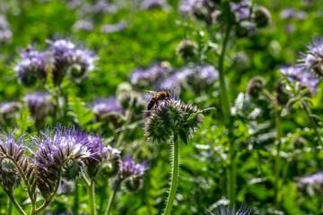 abeille butinant un champs de phacélie