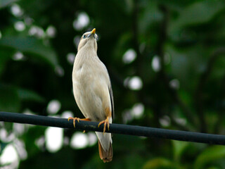 bird on a wire.