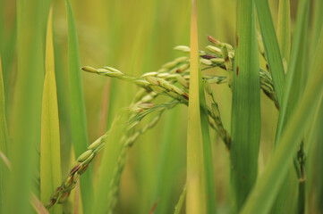 Mountain Province, Philippines: close up of a rice stalk, an agricultural commodity and food staple around the world, in a rice field in Sagada.