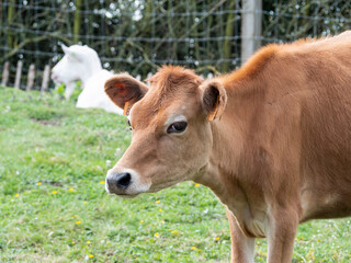 Brown cow in the meadow looks straight into the camera