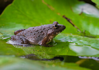 Closeup view of grey brown tropical frog with warts squatting on bright green water lily pad during rainy season in northern Thailand