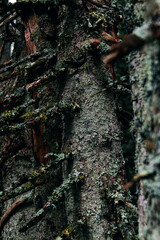 Fairytale forest background Old mossy trees Rays of light Massive oak trunk. Magical woodland. High quality photo