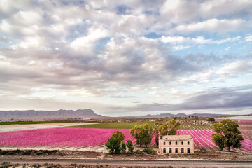 Paisaje en la ciudad de Cieza con melocotoneros en flor dando un tono rosa