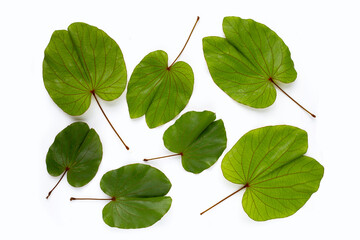 Bauhinia aureifolia or gold leaf bauhinia
