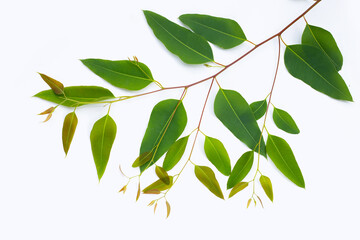 Eucalyptus leaves on white background.