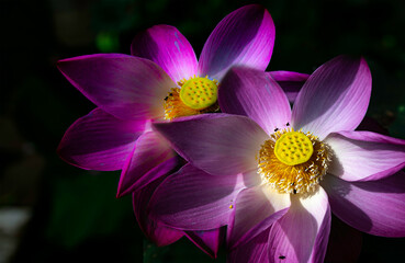 purple and yellow Lotus - Powered by Adobe