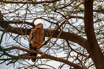 Tawny eagle (Aquila rapax) on a tree in Serengeti national park, Tanzania