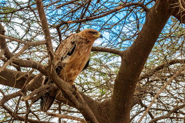 Tawny eagle (Aquila rapax) on a tree in Serengeti national park, Tanzania