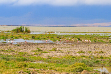 Fototapeta na wymiar Lesser flamingo (Phoeniconaias minor) in Ngorongoro crater national park in Tanzania. Wildlife of Africa