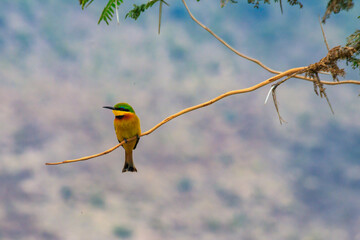 Swallow-tailed bee-eater (Merops hirundineus) perched on a twig in Ngorongoro conservation area, Tanzania. Wildlife of Africa