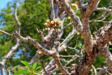 Beautiful blooming Plumeria tree, also known as Frangipani and Temple tree