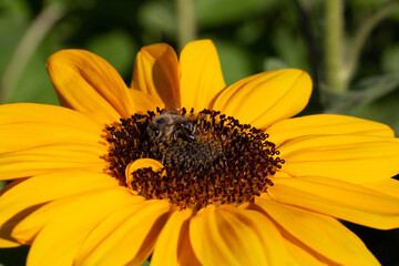 Abeille poser sur une fleur de tournesol, recueillant son nectar