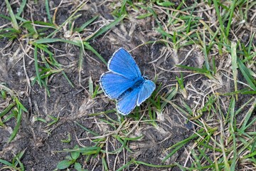 Butterfly Lepidoptera Euplagia quadripunctaria