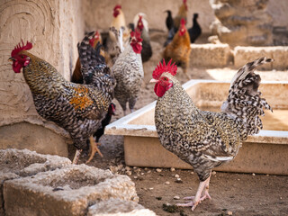 Proud Chicken and Herd