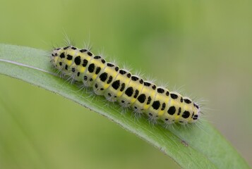 Yellow caterpillar with black dots of the butterfly Zygaena filipendulae.