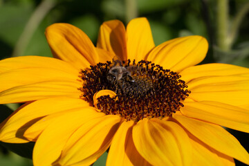 Abeille poser sur une fleur de tournesol, recueillant son nectar