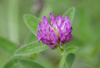 Obraz premium Red clover (Trifolium repens) is a prostrate or creeping, flowering herb cultivated for its high feed value. It is one of the most important clovers and is an almost cosmopolitan species.