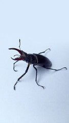Stag beetle on a light background. Adult stag beetle