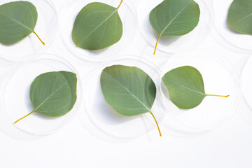 Fresh leaves of eucalyptus in petri dishes on white background.