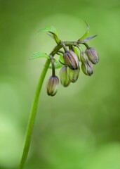 poppy seed pod