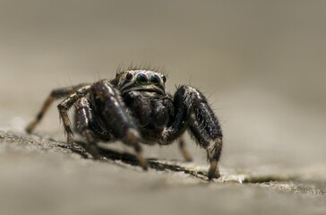 spider on a macro