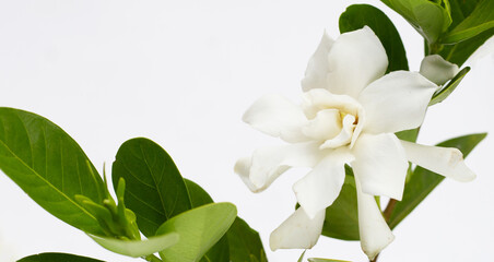 Fototapeta na wymiar Cape jasmine or garden gardenia, gerdenia flower