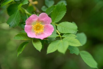 Pink rose petal flower background