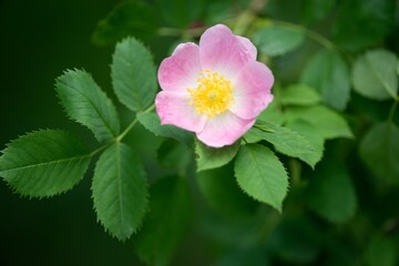 Pink rose petal flower background