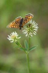 Brown butterfly on a flower on a summer meadow