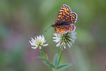 Brown butterfly on a flower on a summer meadow