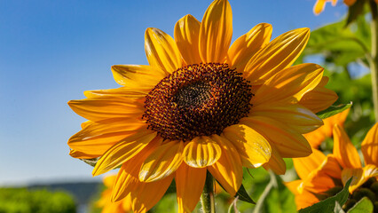 Tournesol tourn&eacute; vers le soleil couchant
