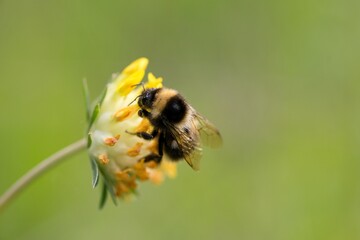 bee on a flower