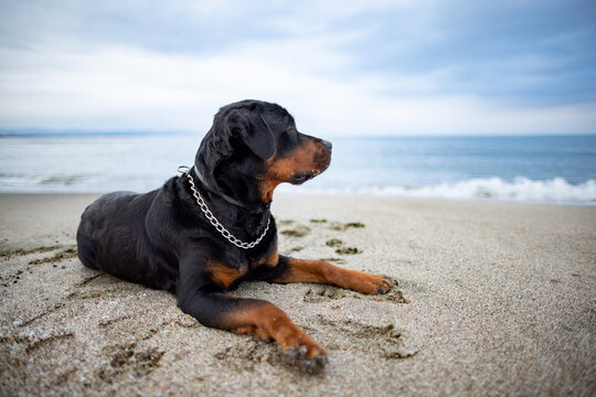 Rottweiler breed dog lies on the beach and listens to the sounds, waiting for the owner