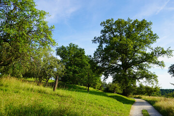 Way into nature. The gravel hiking trail leads between meadows and fruit trees to the expansive oak tree