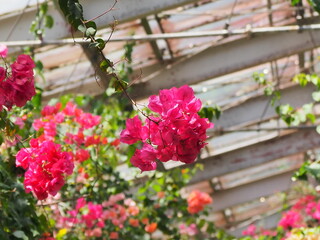 ブーゲンビリア