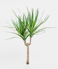 Realistic 3D Render of Dracena Tree