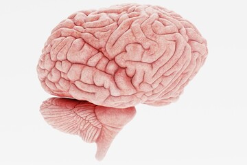 Realistic 3D Render of Human Brain