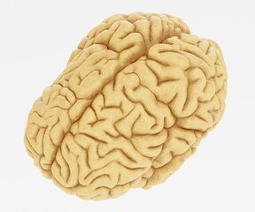 Realistic 3D Render of Human Brain