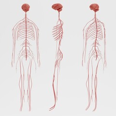 Realistic 3D Render of Nervous System