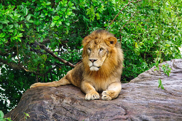 Fototapeta na wymiar Mighty Lion Portrait on Rock 3