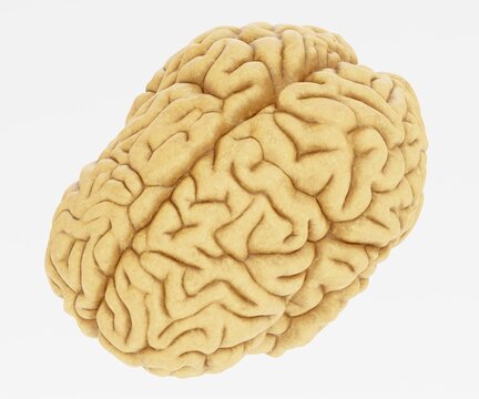 Realistic 3D Render of Human Brain