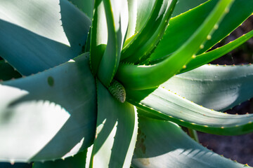 Close up view on False Sisal (Agave decipiens) growing on well known touristic paradise island...