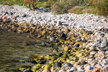 A great egret bird on the stone pebble beach Spiaggia di Isola Bella near the touristic paradise island Isola Bella in Taormina, Sicily, Italy, Europe, EU. Dreamy seascape at Ionian Mediterranean sea