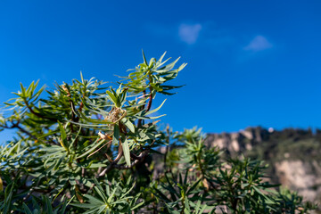 Selective focus on a small-leaved dragon tree plant (Dracaena mannii) on sunny day growing on the paradise island Isola Bella in Taormina, Sicily, Italy, Europe, EU. Dreamy Ionian Mediterranean sea
