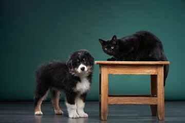 puppy and black cat. Australian Shepherds, Aussies in the studio on a green background