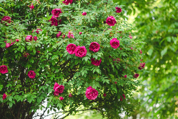 Pink roses on a bush in a rose garden after rain.