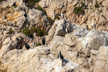 Flock of cormorant birds on a rocky sea shore of the Ionian Mediterranean sea, near Isola Bella in Taormina, Sicily, Italy, Europe, EU. Coastal wildlife on cliff rock formation