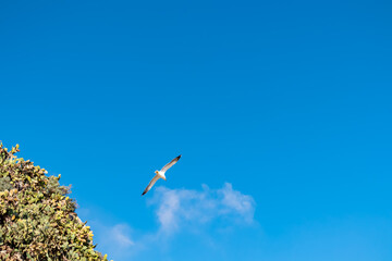 A single seagull flying on a clear blue sky day along the seashore near Isola Bella in Taormina, Sicily, Italy, Europe, EU. Bird wildlife at the Ionian Mediterranean sea