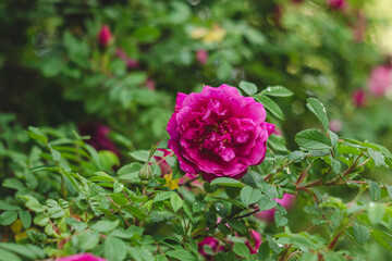 Pink rose flower on a green blurred background.